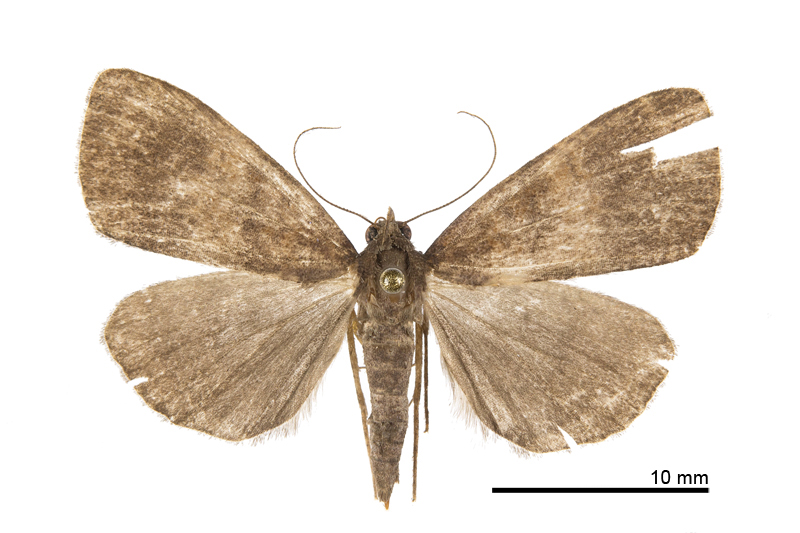 Hydrillodes sp. Female